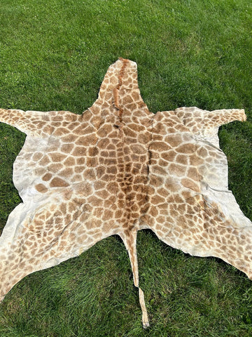 Real Giraffe Skin # 1 Body Size: 65X88 inch (excluding tail)