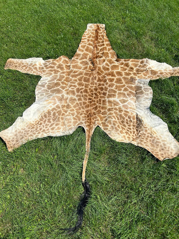 Real Giraffe Skin # 2 Body Size: 59X72 inch (excluding tail)