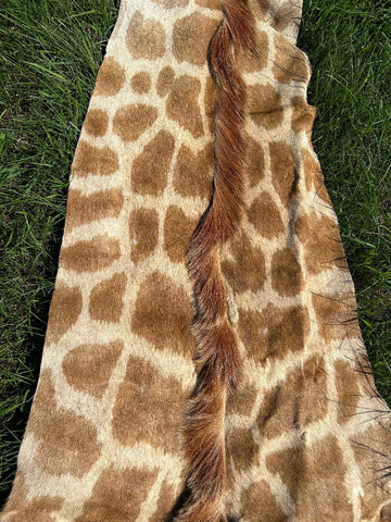 Real Giraffe Skin # 2 Body Size: 59X72 inch (excluding tail)