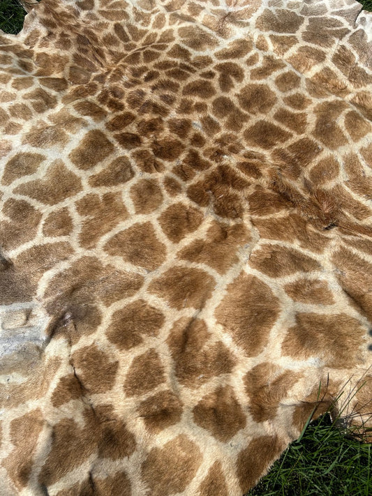 Véritable peau de girafe n° 2 Taille du corps : 59X72 pouces (sans la queue)