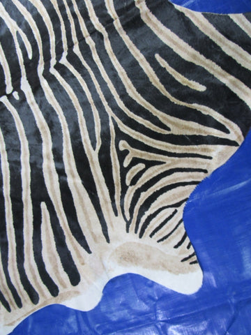 Genuine Zebra Print Cowhide Rug (dark brown inner stripes) - Size: 7x6.2 feet K-347