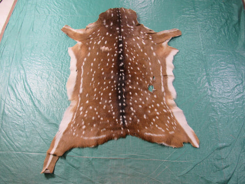 2nd Grade Axis Deer Skin Rug - Size: 47"x38" Axis-649