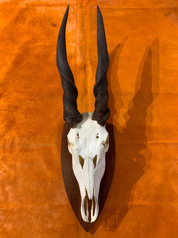 Eland Skull - Real African Antelope Horns and skull- African Trophy Male Eland Cranium - Huge Horns