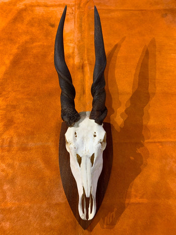 Eland Skull - Real African Antelope Horns and skull- African Trophy Male Eland Cranium - Huge Horns