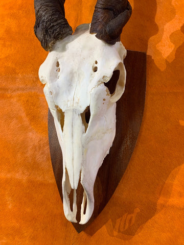 Eland Skull - Real African Antelope Horns and skull- African Trophy Male Eland Cranium - Huge Horns