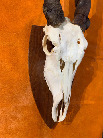 Eland Skull - Real African Antelope Horns and skull- African Trophy Male Eland Cranium - Huge Horns