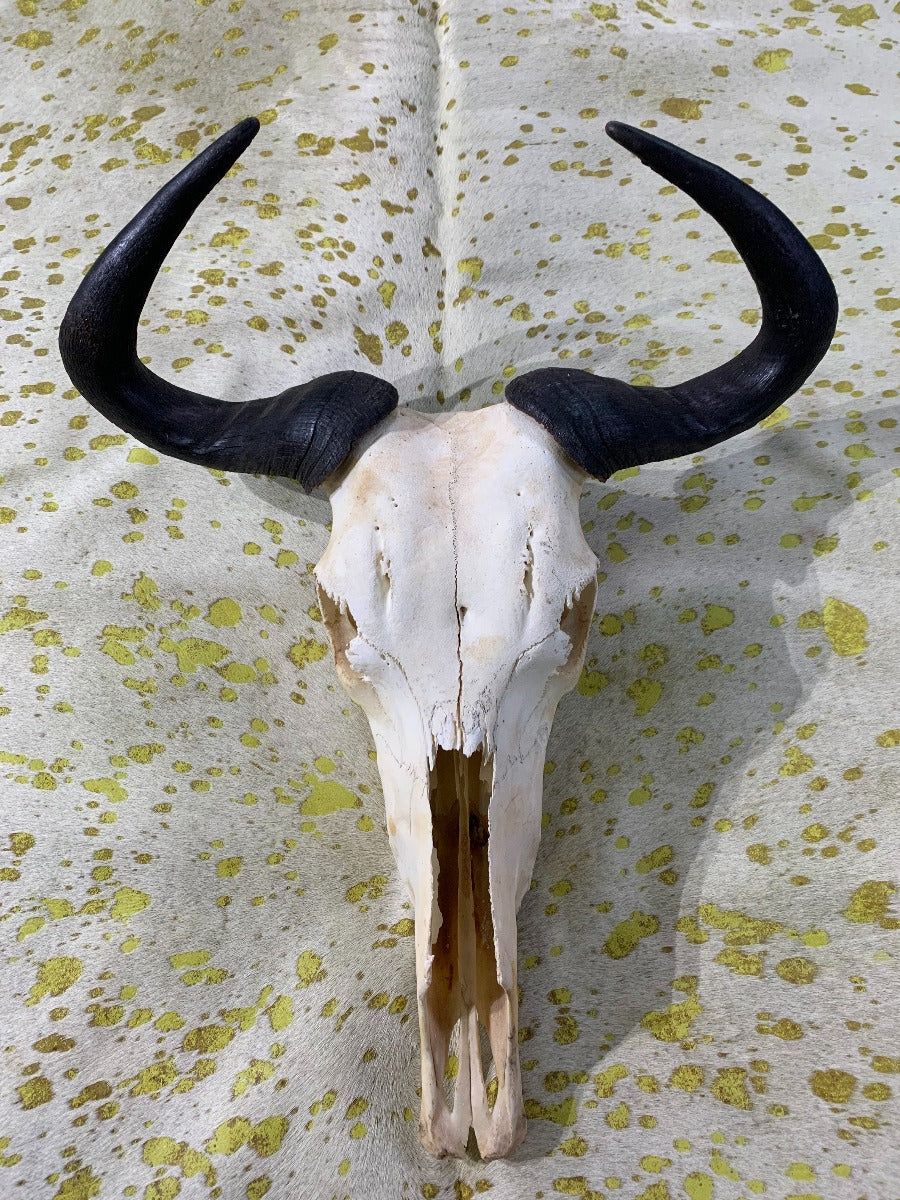 Gnu Skull - Real Wildebeest Skull African Antelope Horns + Skull/ Gnu Skull / Blue Wildebeest Skull