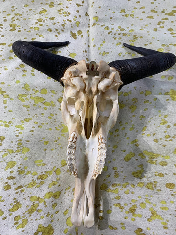 Gnu Skull - Real Wildebeest Skull African Antelope Horns + Skull/ Gnu Skull / Blue Wildebeest Skull