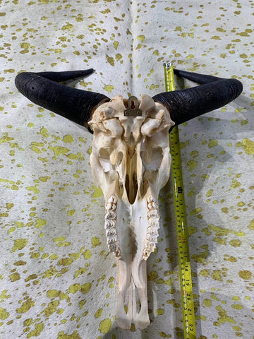 Gnu Skull - Real Wildebeest Skull African Antelope Horns + Skull/ Gnu Skull / Blue Wildebeest Skull