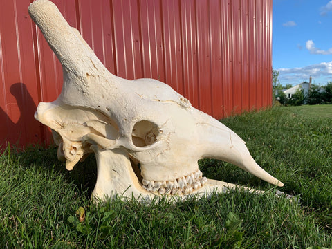 Giant Giraffe Skull Size: 20HX12WX29L inches