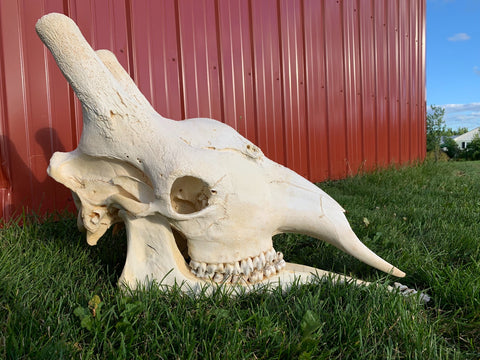 Giant Giraffe Skull Size: 20HX12WX29L inches