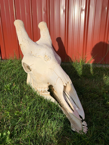 Giant Giraffe Skull Size: 20HX12WX29L inches