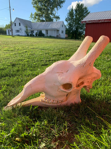 Giant Giraffe Skull Size: 20HX12WX29L inches