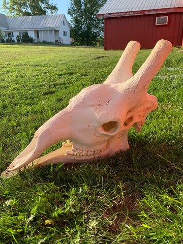 Giant Giraffe Skull Size: 20HX12WX29L inches