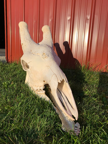 Giant Giraffe Skull Size: 20HX12WX29L inches