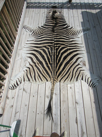 Real Zebra Skin Rug BRAND NEW Burchell's Hide (A few small scars) Tail is 29" Size: 8x6 Zebra-103