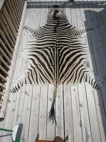 Real Zebra Skin Rug BRAND NEW Burchell's Hide (A few small scars) Tail is 29" Size: 8x6 Zebra-103