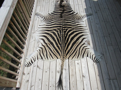 Real Zebra Skin Rug BRAND NEW Burchell's Hide (A few small scars) Tail is 29" Size: 8x6 Zebra-103