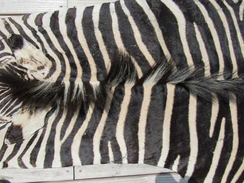 Real Zebra Skin Rug BRAND NEW Burchell's Hide (A few small scars) Tail is 29" Size: 8x6 Zebra-103