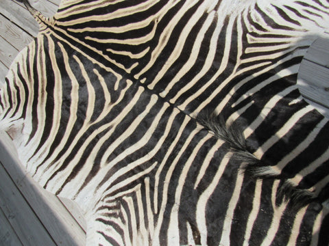 Real Zebra Skin Rug BRAND NEW Burchell's Hide (A few small scars) Tail is 29" Size: 8x6 Zebra-103