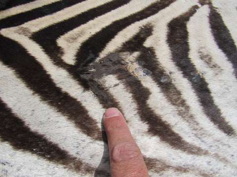 Real Zebra Skin Rug BRAND NEW Burchell's Hide (A few small scars) Tail is 29" Size: 8x6 Zebra-103