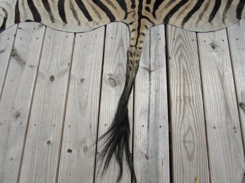 Real Zebra Skin Rug BRAND NEW Burchell's Hide (A few small scars) Tail is 29" Size: 8x6 Zebra-103