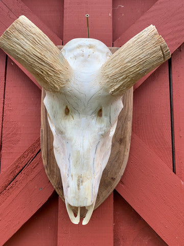 Huge Real Kudu Skull African Antelope Horn + Skull (Huge horns are around 35 inches measured straight)