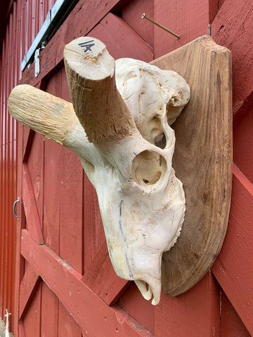 Huge Real Kudu Skull African Antelope Horn + Skull (Huge horns are around 35 inches measured straight)