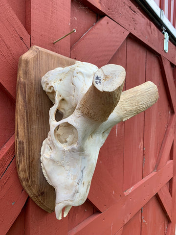 Huge Real Kudu Skull African Antelope Horn + Skull (Huge horns are around 35 inches measured straight)