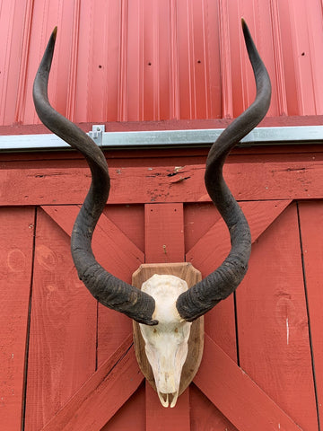 Huge Real Kudu Skull African Antelope Horn + Skull (Huge horns are around 35 inches measured straight)