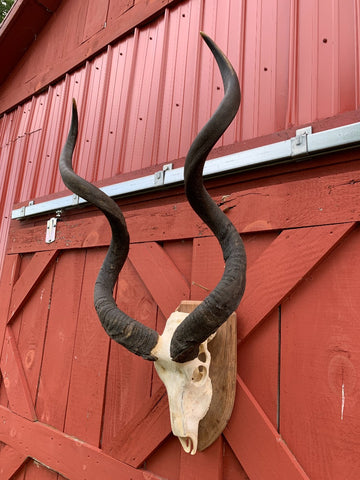 Huge Real Kudu Skull African Antelope Horn + Skull (Huge horns are around 35 inches measured straight)