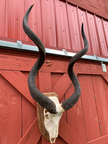 Huge Real Kudu Skull African Antelope Horn + Skull (Huge horns are around 35 inches measured straight)