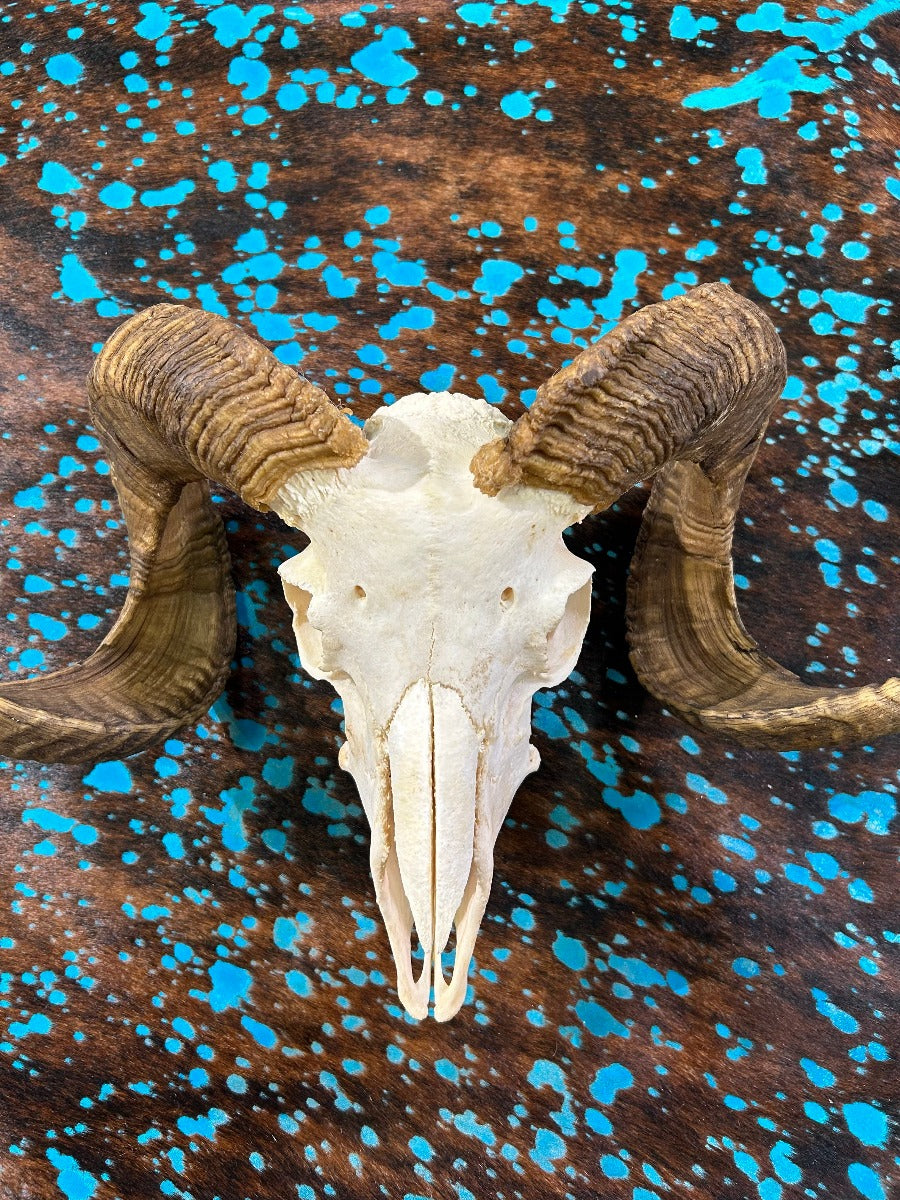 Ram Skull #1 - Real Marino Ram Horns and Skull - Approx Size: 13LX17WX8D inches - Made for Wall Hanging with Metal Bracket on the Back