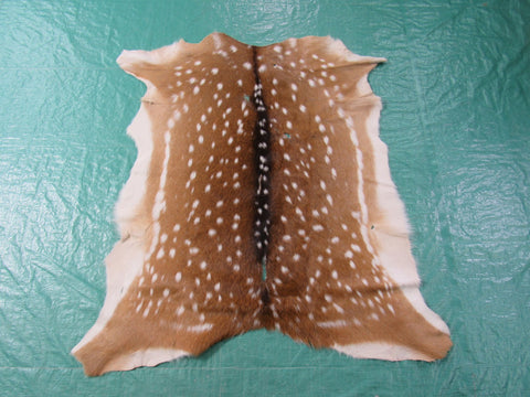 2nd Grade Axis Deer Skin (multiple holes) Size: 40x38" Axis-660