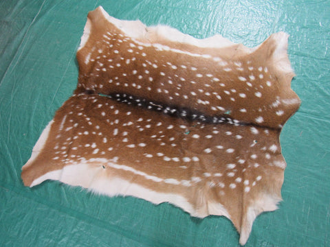 2nd Grade Axis Deer Skin (multiple holes) Size: 40x38" Axis-660