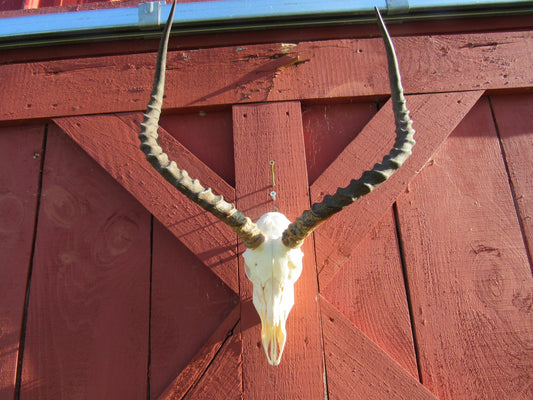 Impala Skull - Real African Antelope Horns - African Trophy Skull - BIG SIZE (Horns are 22" long)