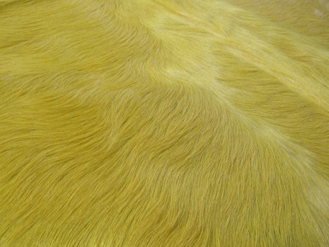Gorgeous Long Haired Dyed Yellow Cowhide Rug Size: 7.2x8 feet C-1774