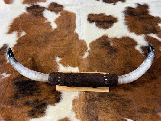 1 Steer Horns Mount 33 inches Wide Polished Cow Horns on Wooden Base