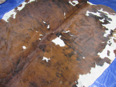 Tricolor Cowhide Rug (mainly solid brindle with white belly) Size: 7.7x7 feet C-1780
