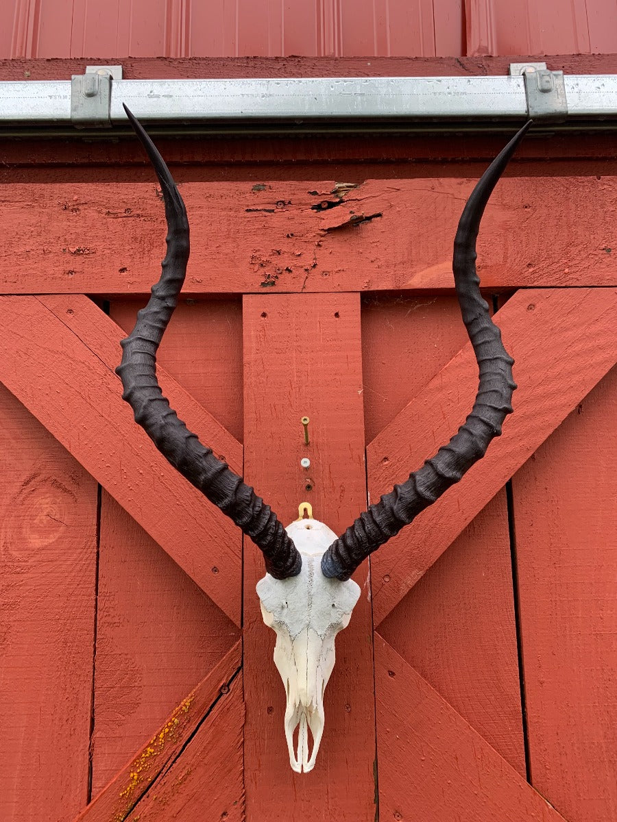 Animal Skull - Real African Antelope Horns - African Trophy Skull - BIG SIZE (Horns are 25" long)