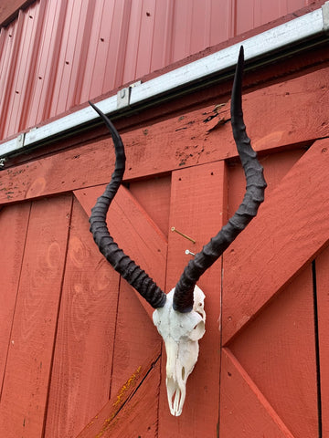 Animal Skull - Real African Antelope Horns - African Trophy Skull - BIG SIZE (Horns are 25" long)