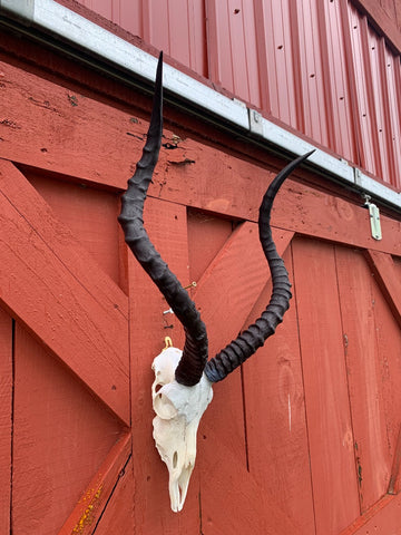 Animal Skull - Real African Antelope Horns - African Trophy Skull - BIG SIZE (Horns are 25" long)