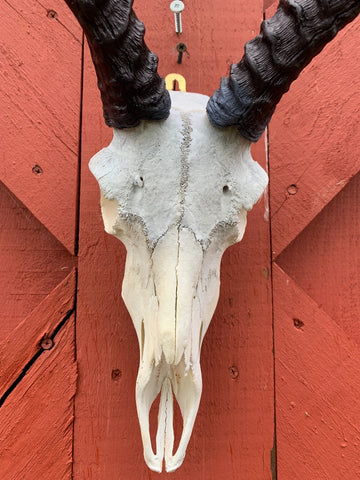 Animal Skull - Real African Antelope Horns - African Trophy Skull - BIG SIZE (Horns are 25" long)