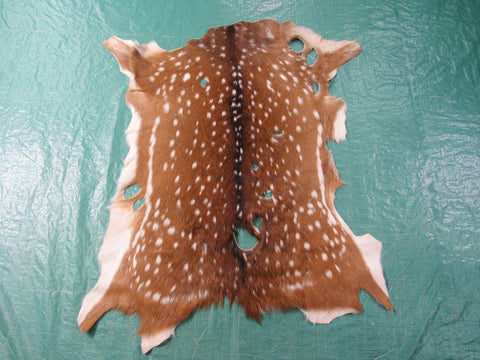 3rd Grade Axis Deer Skin Rug (many holes) - Size: 41"x34" Axis-662