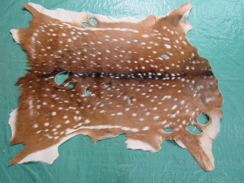 3rd Grade Axis Deer Skin Rug (many holes) - Size: 41"x34" Axis-662