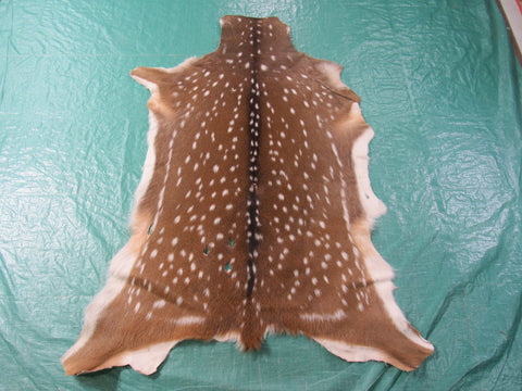 2nd Grade Axis Deer Skin Rug (a few holes) Size: 50x39" Axis-663