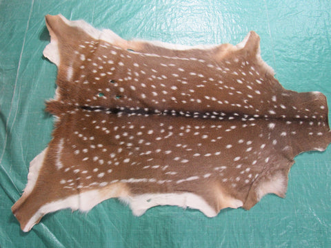 2nd Grade Axis Deer Skin Rug (a few holes) Size: 50x39" Axis-663