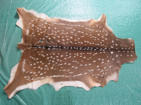 2nd Grade Axis Deer Skin Rug (a few holes) Size: 50x39" Axis-663