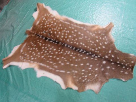 2nd Grade Axis Deer Skin Rug (a few holes) Size: 50x39" Axis-663