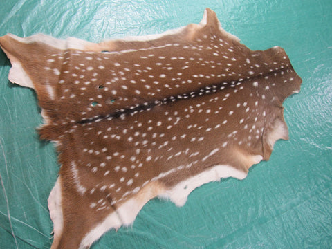 2nd Grade Axis Deer Skin Rug (a few holes) Size: 50x39" Axis-663